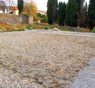 photo-filtres-plantes-1